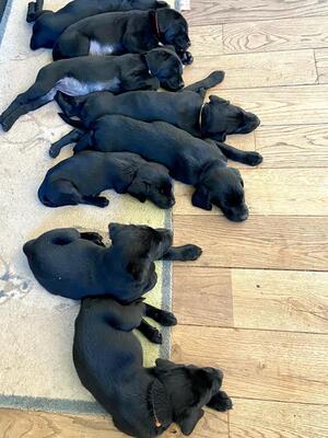 KC registered Litter