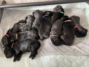 3 days old