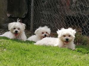 Lilly (Mum) and 2 female pups