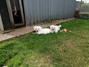 Male and female pups