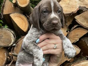 Previous litter