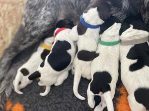 Puppies 2 days old