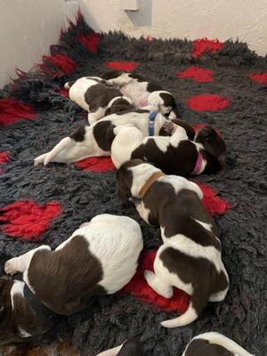 Litter 4 days old