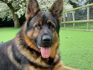 Sire - Kesyra Horace
