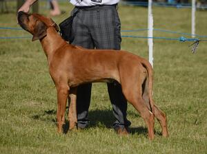 1st in Puppy Dog