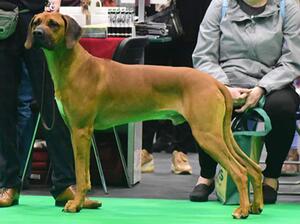 Crufts 2022 Yearling Reserve