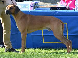 WELKS Yearling Third