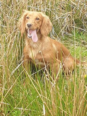 Fern