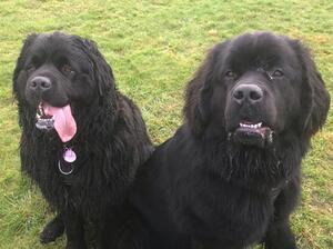 Teddy & Lola