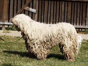 My frist Komondor
