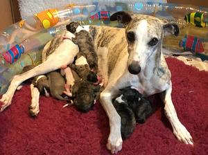 Proud Mum and pups.