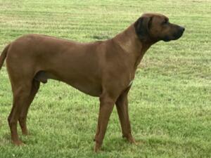 Tarrtoppin Black Shadow (Available for stud)
