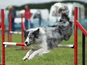 Pickle agility