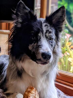 Pickle