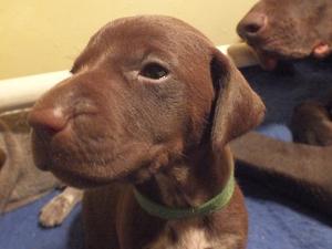 5 and half weeks old