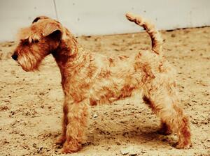 National Terrier at 6 months