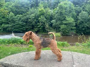 Hawick Show - Reserve Best in Show July 24