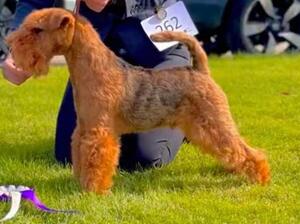 Drongan Show - Best in Show Oct 24