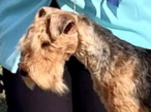 Best Special Puppy in Show