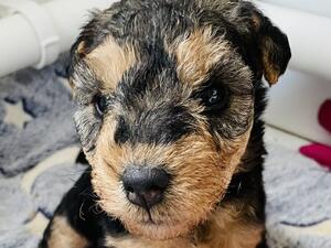 Black and Tan boy