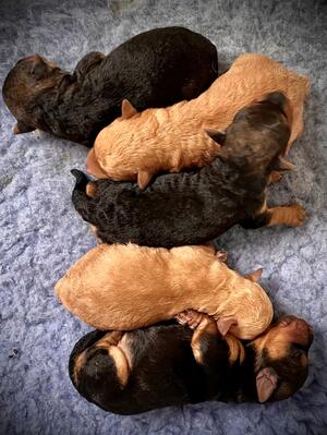 Two red boys and two black/tan girls