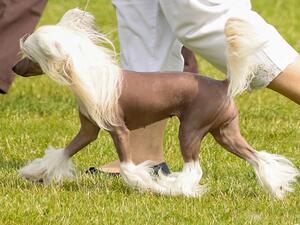 Lyra Best Junior In Breed Blackpool Champ Sh 2022