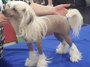Lyra Best of Breed Open Show