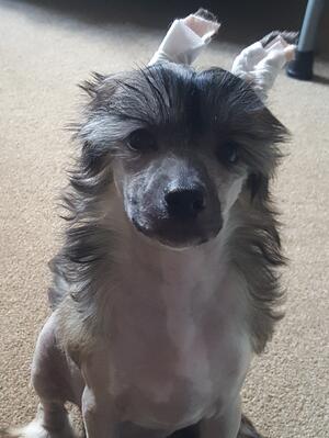 Hairy Hairless Calabrinda Archer 11 weeks old