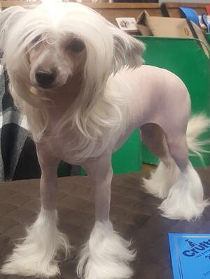 Hedwiga Crufts 2022