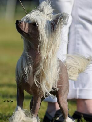 Lyra Best Junior In Breed Southern Counties Ch Sh