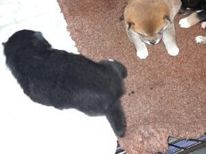 BEAUTIFUL FEMALE BLACK AND TAN