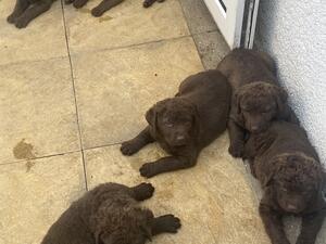 Puppies at 5 weeks