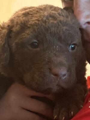 Puppies at 5 weeks