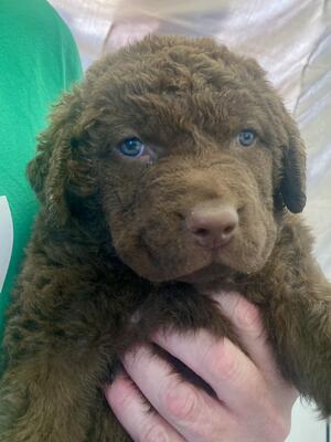 Available dog pup
