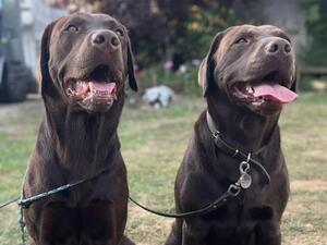 Darcy's Parents