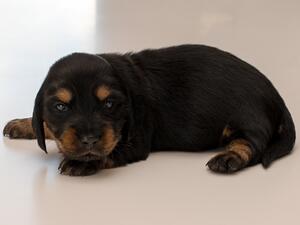 black & tan male