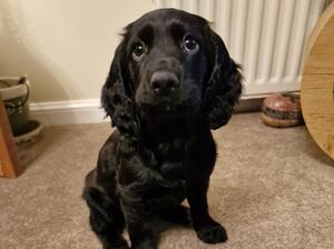 Stunning black girl available