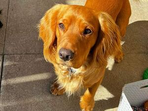 Brackenhills Mudsdale