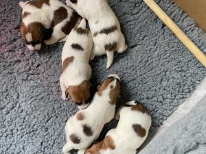 Litter at 2weeks