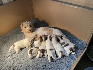 Mum with puppies at 3 weeks