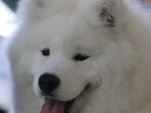 Our Dogs Top Samoyed Puppy 2021
