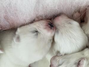 Proud to announce a beautiful litter vandreem