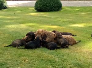 MUM WITH PUPPIES