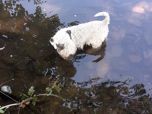 DAISY SWIMMING