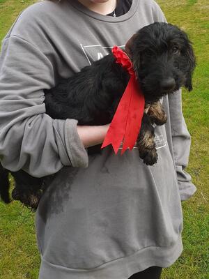 1st prize at local show
