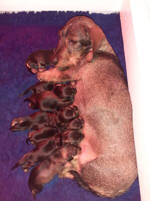 THE PUPPIES WITH MUM