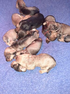 Puppies nearly 4 weeks