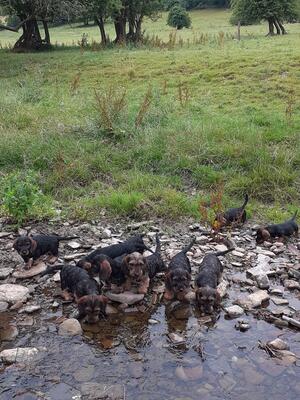 PUPPIES ENJOYING THE RIVER