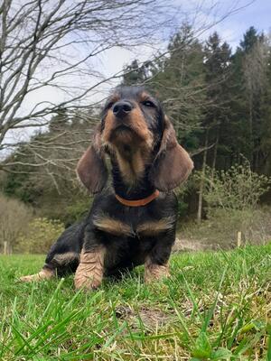 ORANGE COLLAR