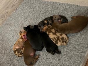 Dollys Pups